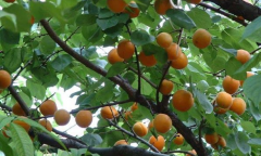 今八草药食同源品种 | 杏树
