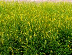 今八草药用食用品种 | 龙芽草