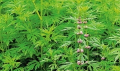 今八草药用食用品种 | 益母草