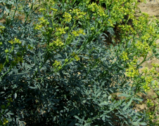 今八草药用观赏品种 | 芸香