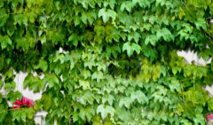 今八草药用观赏品种 | 爬山虎