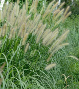 今八草药用观赏品种 | 狼尾草