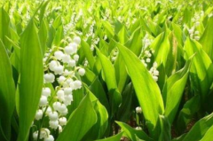 今八草药用观赏品种 | 铃兰